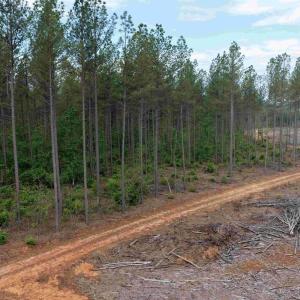 Photo #7 of WEST RIVER ROAD (TRACT: JR SADIE FLANAGAN-2), FORK UNION, VA 88.5 acres
