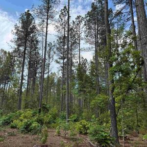 Photo #8 of WEST RIVER ROAD (TRACT: JR SADIE FLANAGAN-2), FORK UNION, VA 88.5 acres