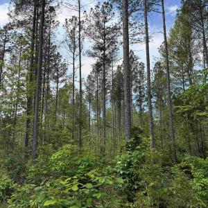 Photo #9 of WEST RIVER ROAD (TRACT: JR SADIE FLANAGAN-2), FORK UNION, VA 88.5 acres