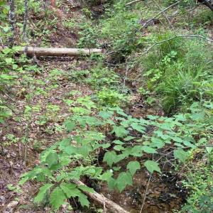 Photo #12 of WEST RIVER ROAD (TRACT: JR SADIE FLANAGAN-2), FORK UNION, VA 88.5 acres