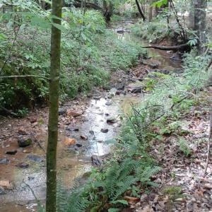 lot 8 Fescue Cir creek