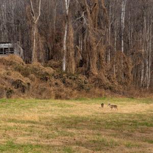 BHT--_DSC7152