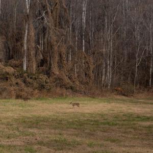 BHT--_DSC7155