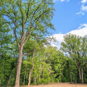 Photo #4 of 3964 HIDDEN VALLEY LN, LINDEN, VA 5.0 acres