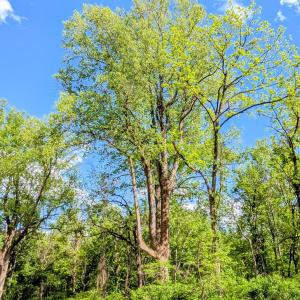 Photo #12 of 3964 HIDDEN VALLEY LN, LINDEN, VA 5.0 acres