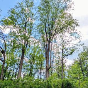 Photo #43 of 3964 HIDDEN VALLEY LN, LINDEN, VA 5.0 acres