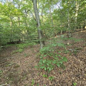 Open Woods