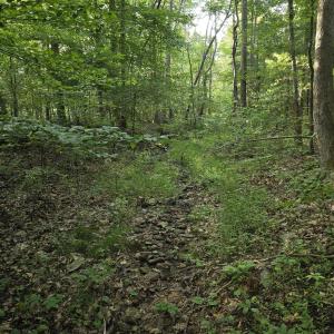 Mature woods