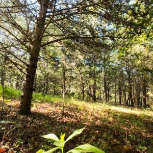12CliftonCir_59328_11