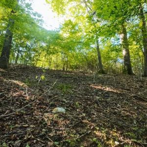 12CliftonCir_59328_13