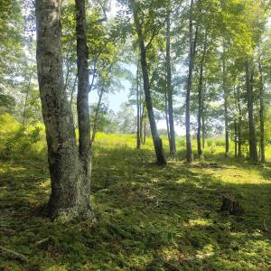 IMG_20250808_153146 (1)