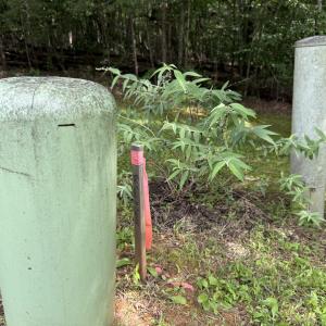 Corner Marker Cheyenne