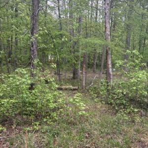 Photo #14 of LOT 2 PLUM TREE CIR, BUMPASS, VA