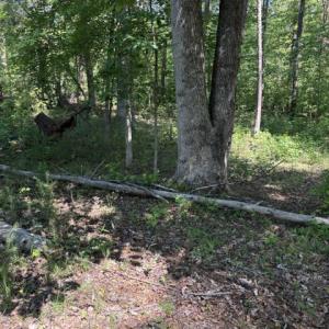 Photo #18 of LOT 2 PLUM TREE CIR, BUMPASS, VA