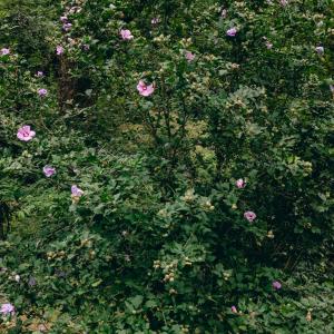 Naff RD 159.847 Acres