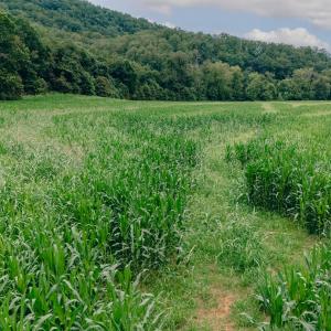 Virgil Goode5_(2048)