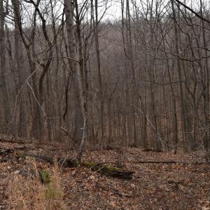 Wooded lot