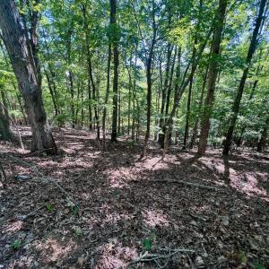Leesville - 61