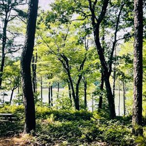 Lake Lot 119