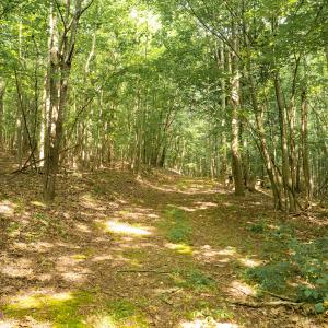 Miller-Hawkins pic 17A