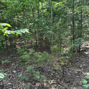 Tract 11 Mint Lane
