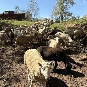 sheep