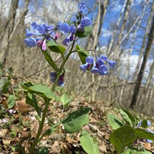 Bluebells