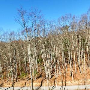 18-DJI_20251112102739_0051_D