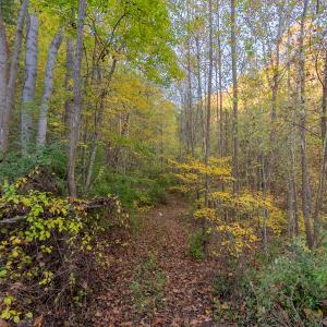 shawsville-6