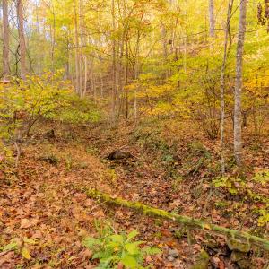 shawsville-9