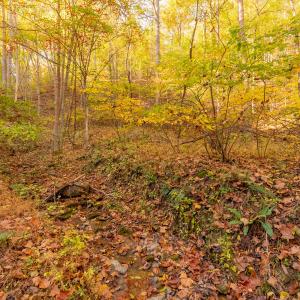 shawsville-10