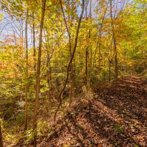 shawsville-19