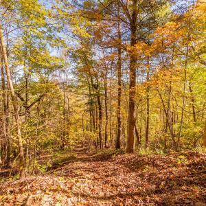 shawsville-22