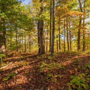 shawsville-28