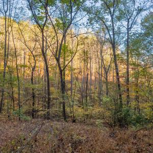 shawsville-5