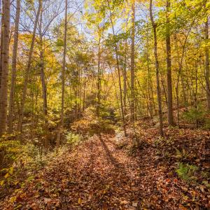 shawsville-15