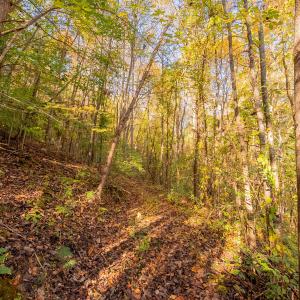 shawsville-17