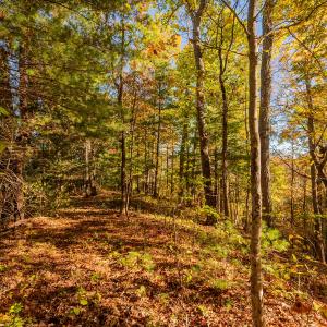 shawsville-30