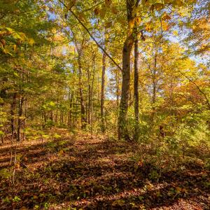 shawsville-32