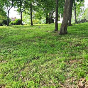 Lot view