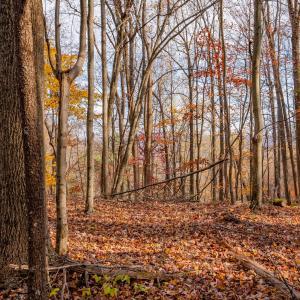 copper hill-7