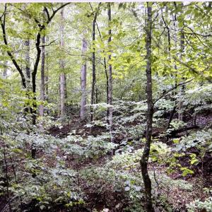 Lot 5 Reservoir View Wooded