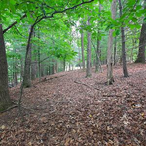 StratfordGroundTrees