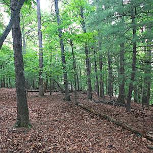StratfordGroundTrees2