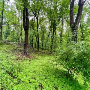 Photo #4 of CARSONS WAY, AMISSVILLE, VA 10.0 acres