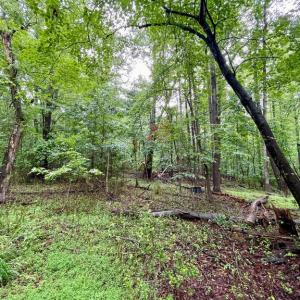 Photo #7 of CARSONS WAY, AMISSVILLE, VA 10.0 acres