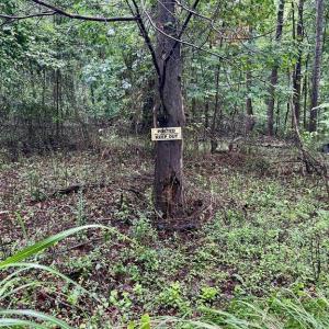 Photo #8 of CARSONS WAY, AMISSVILLE, VA 10.0 acres
