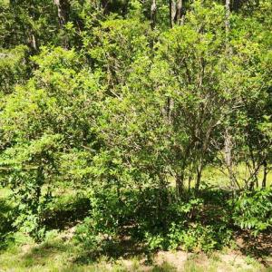 Photo #3 of  0.6 acres