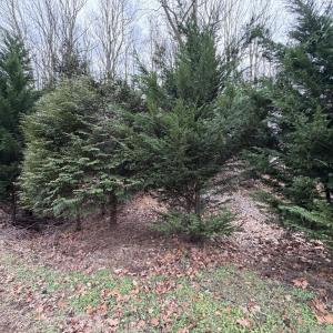 Lot 27