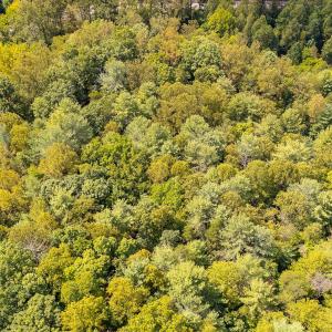 11-LOT 0 Willow Branch Rd_11